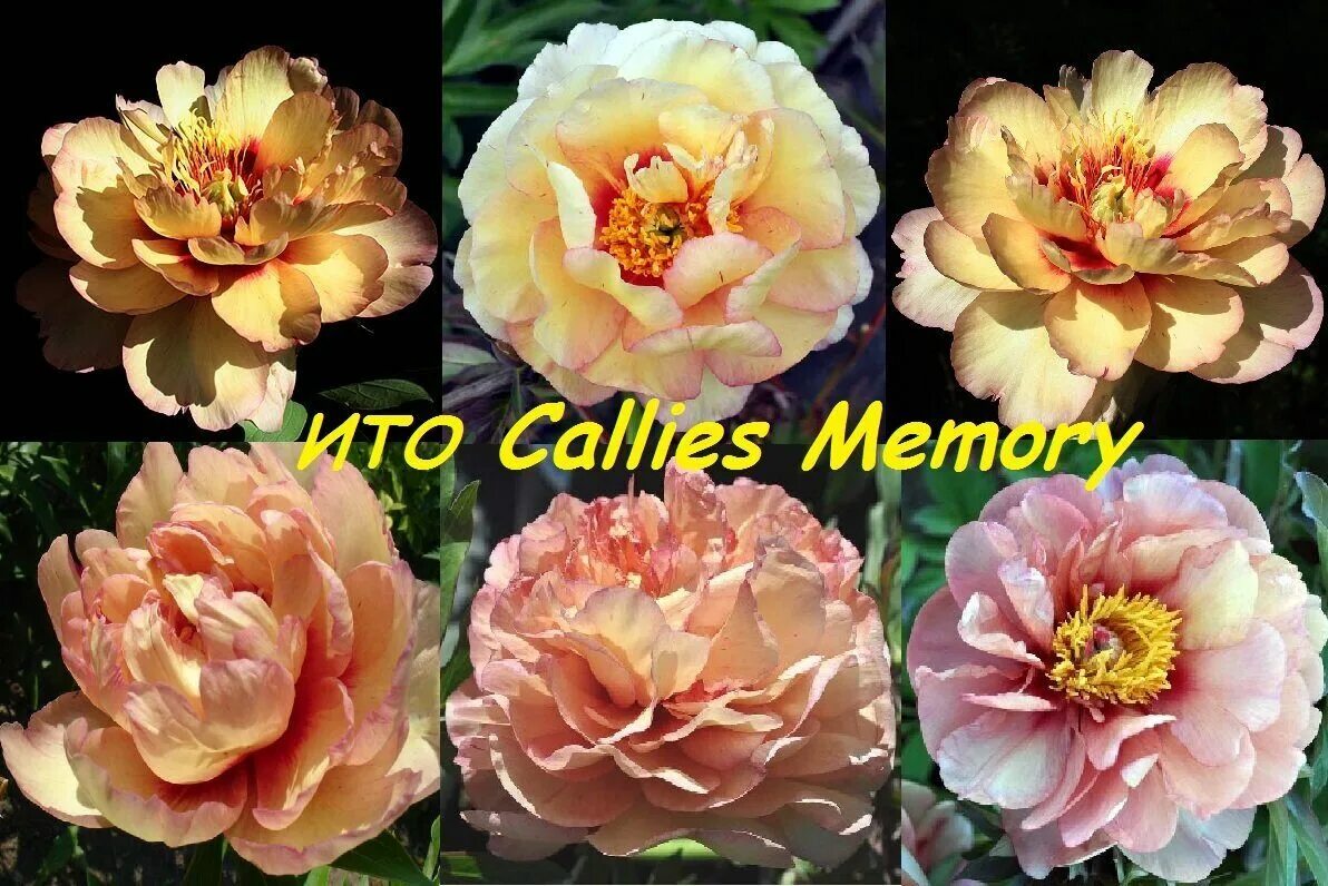 Пион Ито Каллис Мемори. Пион-Ито 'Callie's Memory'. Пион-Ито Кэллис Мемори. Пион Коллис Мемори. Пион мемори