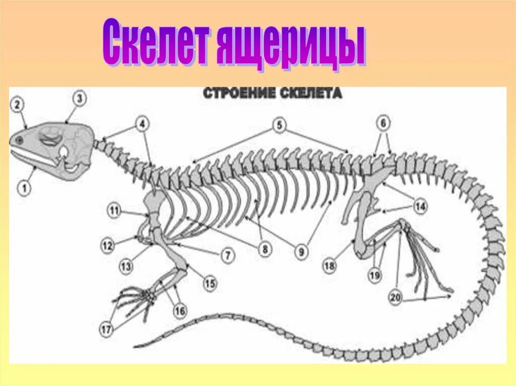 Строение рептилий 7 класс. Строение скелета пресмыкающегося. Скелет пресмыкающихся схема биология 7 класс. Строение скелета рептилий. Осевой скелет позвоночник пресмыкающихся.