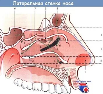 Преддверие носа
