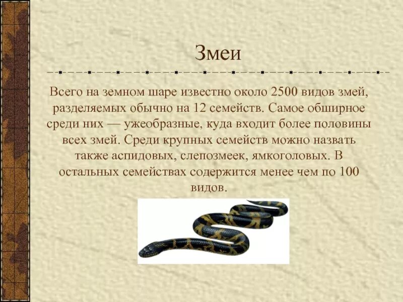 Загадки о змеях. Слова про змею. Змеи доклад. Короткие высказывания. Змеи презентация.
