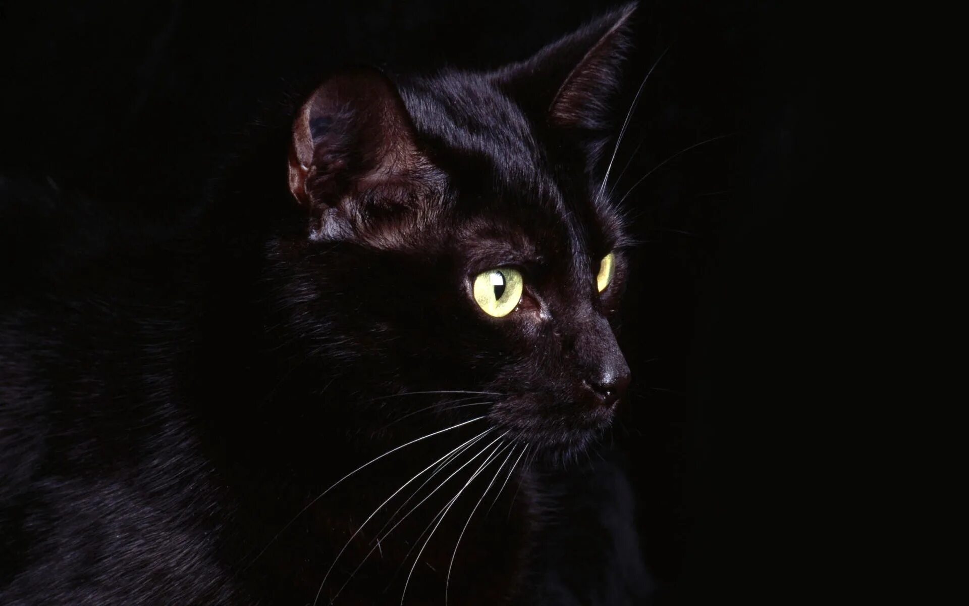 Богемская кошка чёрная. Черный кот с желтыми глазами. Обои на рабочий стол черная кошка. Черная кошка на черном фоне.