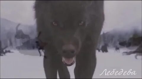 Волки фрагмент серые фрагмент