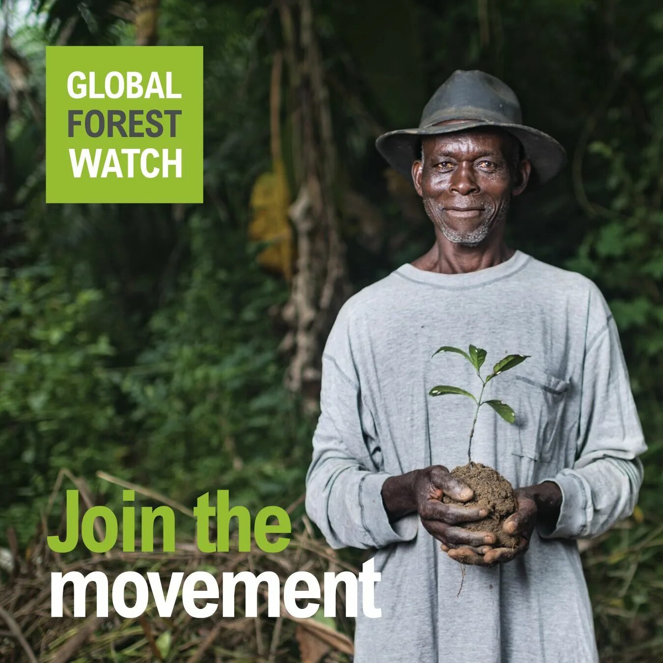 Global forests. Global forest watch. forest watch. forests and global change. forest watcher.