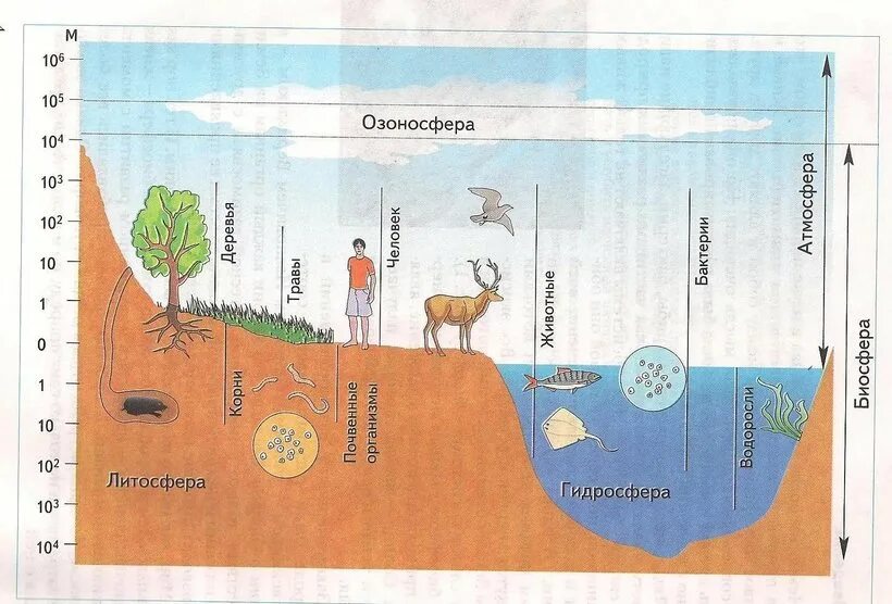 Нарисовать рисунок человек часть биосферы. Биосфера рисунок. Распределение организмов в биосфере рисунок. Границы биосферы схема. Структура биосферы земли.