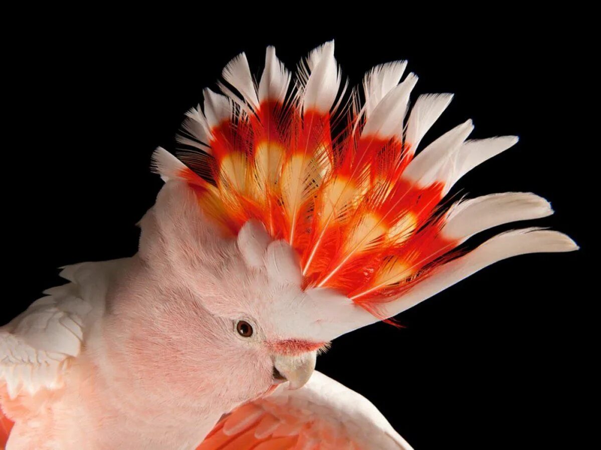 Какаду оранжевый. Розовый Какаду Гала. Попугаи Какаду Гала. Попугай Какаду Инка. Птенец Какаду Инка.
