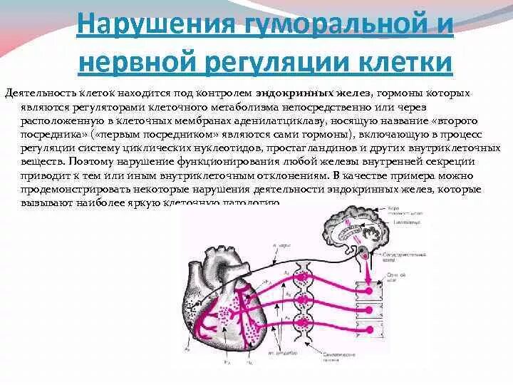 Что не характерно для гуморальной регуляции. Гуморальная регуляция и нервная регуляция. Нервно гуморальная регуляция схема. Нервная регуляция организма. Взаимоотношение нервных и гуморальных механизмов регуляции..