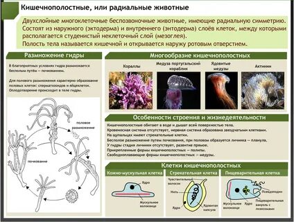 Характеристика кишечнополостных 7 класс биология