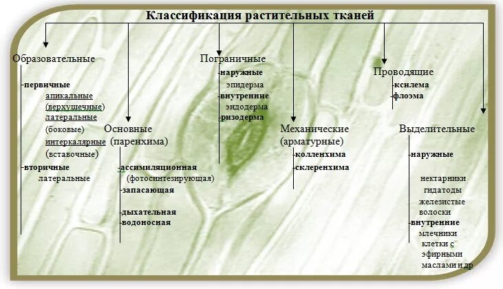 Классификация тканей ботаника. Растительные ткани и их классификация. Принципы классификации растительных тканей. Классификация растительных тканей схема. Суждения о тканях высших растений
