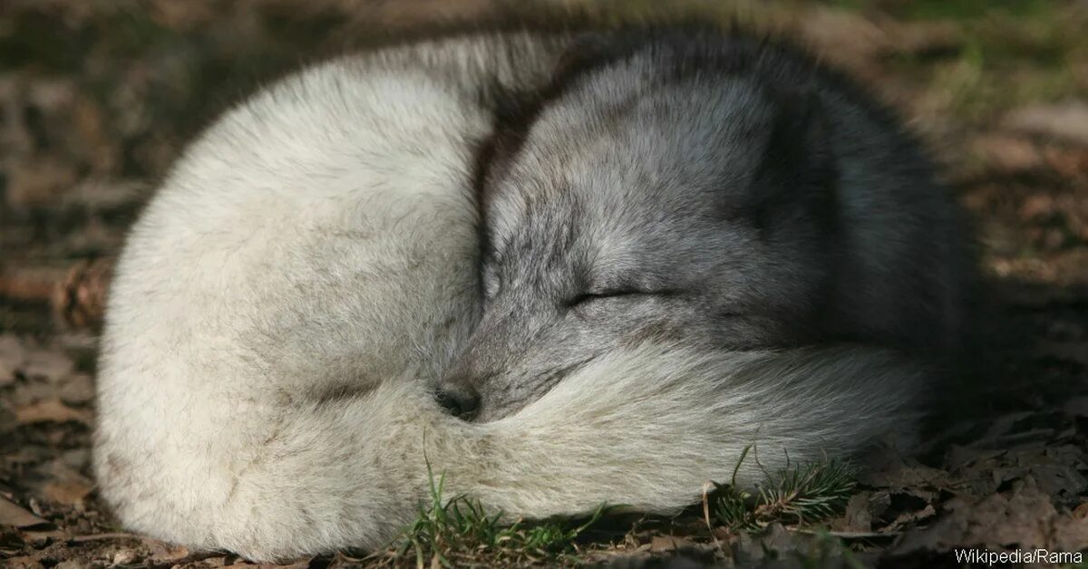Грязно серая лиса шаг за шагом. Грязно серая лиса шаг за шагом. Urocyon littoralis. Грязно серая лиса шаг за шагом. Серая лиса карелия.