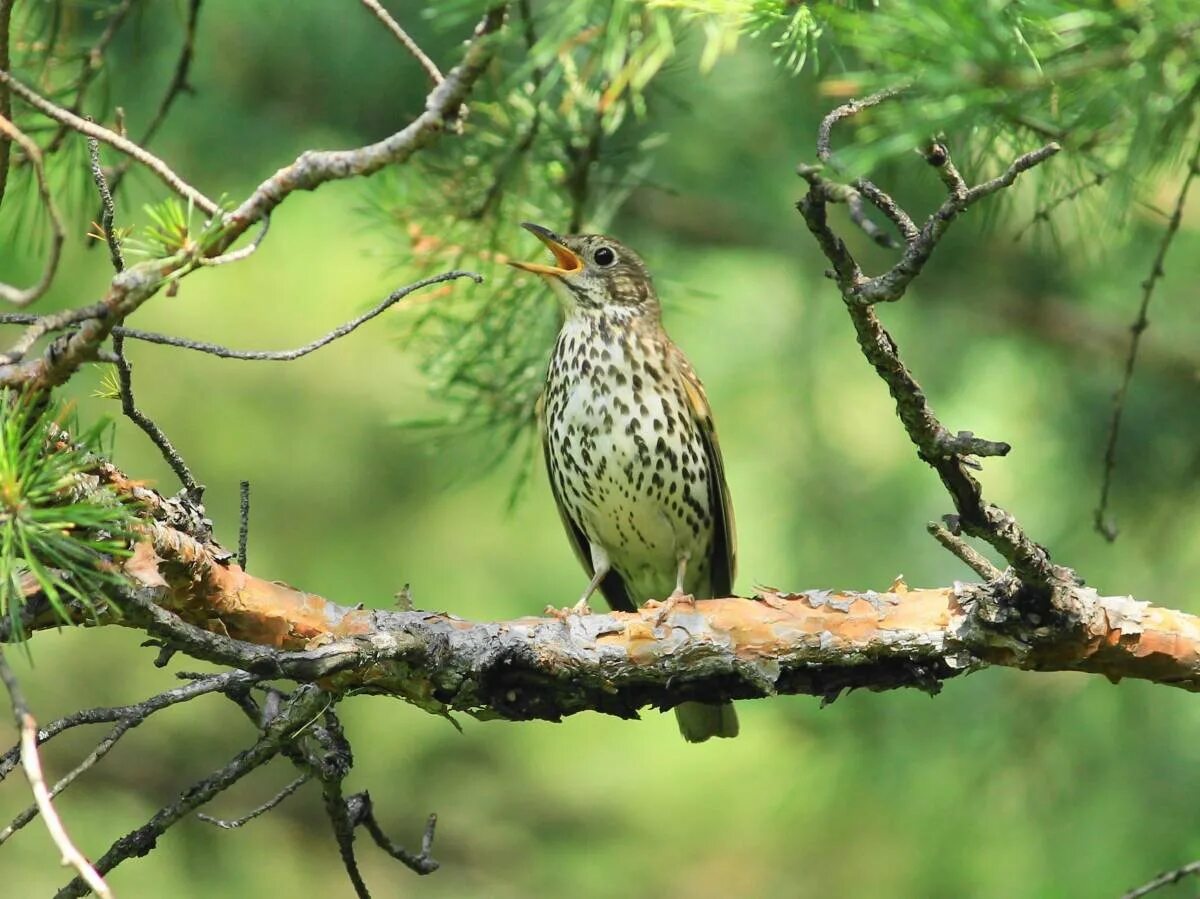 Дрозд певчий птица. Певчий Дрозд (turdus philomelos). Лесной Дрозд. Певчий Дрозд фото птицы.