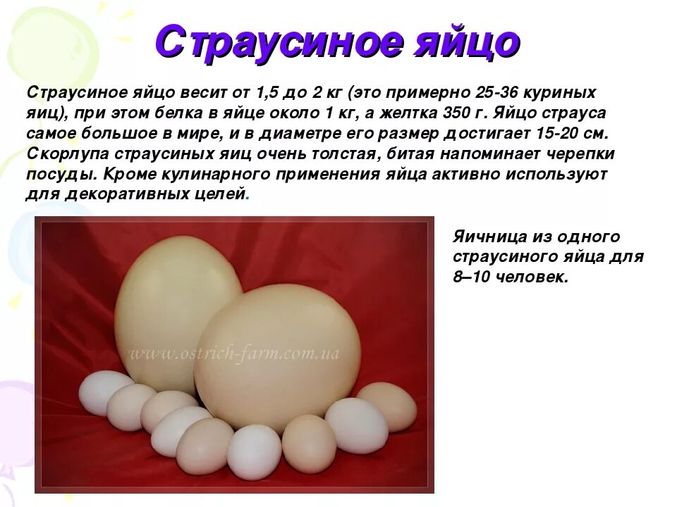 Сколько весят 2 яйца. Вес страусиного яйца. Скольеовесит яйцо страуса. Страусиное яйцо и куриное. Вес яйца страуса.