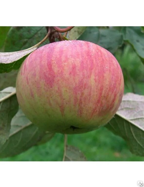 сорт коричное полосатое. сорта яблонь коричное полосатое. яблоко коричное полосатое. сорт яблок коричное. яблоня сорт коричное полосатое.