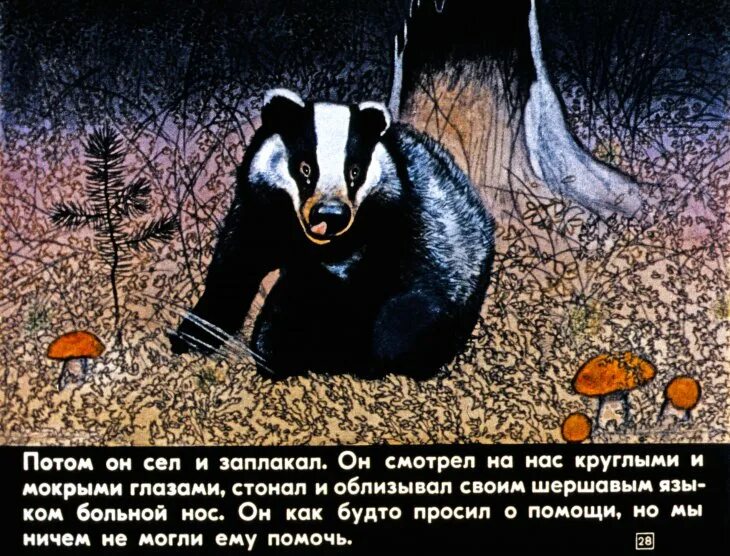 Паустовский барсучий нос читать полностью. Барсук барсучий нос Паустовского. К. Паустовский "барсучий нос". Иллюстрация к рассказу барсучий нос Паустовский.