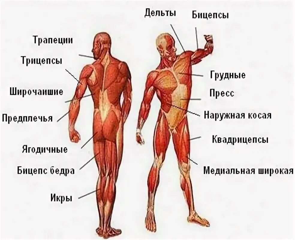 Где находится бицепс и трицепс. Бицепс трицепс предплечье. бицепс трицепс квадрицепс. бицепс и трицепс картинки. бицепс и трицепс схема.