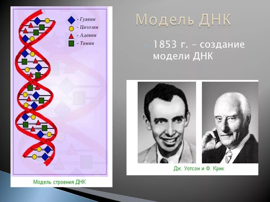 Структуры молекулы днк установили. Открытие структуры молекулы ДНК. Модель молекулы ДНК. Модель ДНК 1853. Модель строения ДНК.