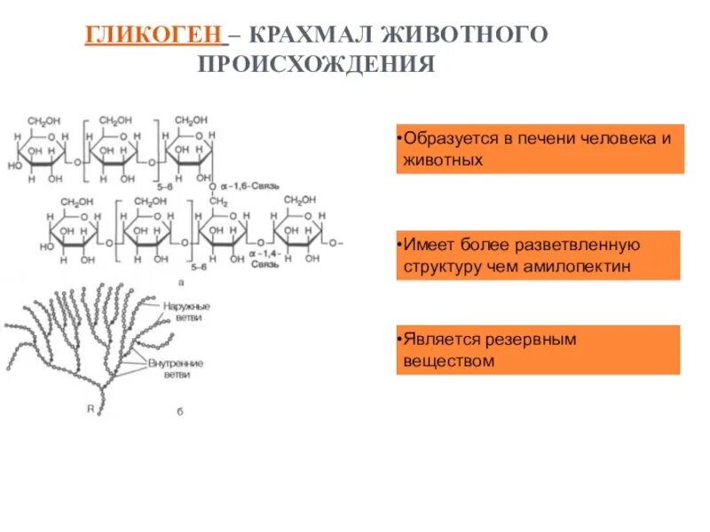 Гликоген животный крахмал. Гликоген это животный. Крахмал для животных. Функции гликогена в организме человека.