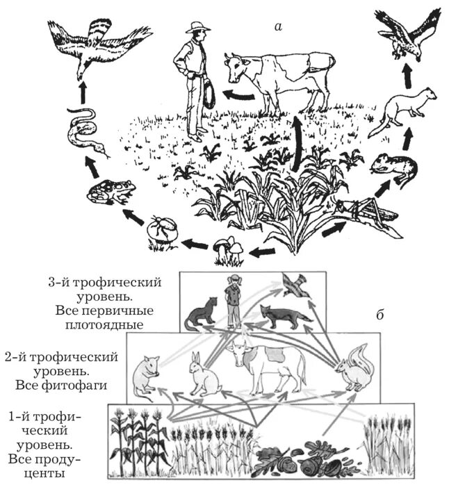 Трофические уровни пищевой цепи. Трофические уровни в цепи питания. Трофические уровни экосистемы схема. Трофические уровни организмов.