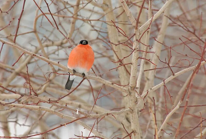 снегири москва. белогрудый снегирь. серогрудый снегирь. снегири москва. снегири москва.