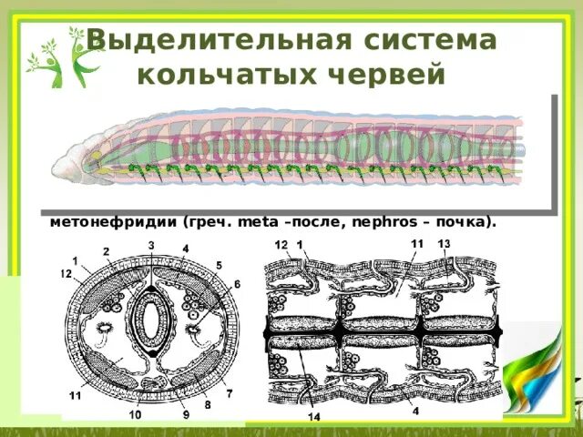 Кольчатые черви строение выделительная система. Строение выделительной системы дождевого червя. Выделительная система кольчатых червей червей. Кольчатые черви выделительная система представлена.