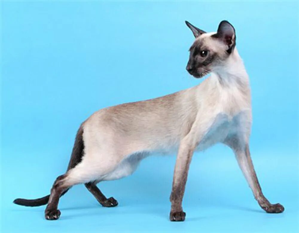 Породы сиамского окраса. Сиамская кошка сил-Пойнт. Сиамская Ориентальная кошка. Сиамская и тайская. Сиамская кошка стандарт породы.