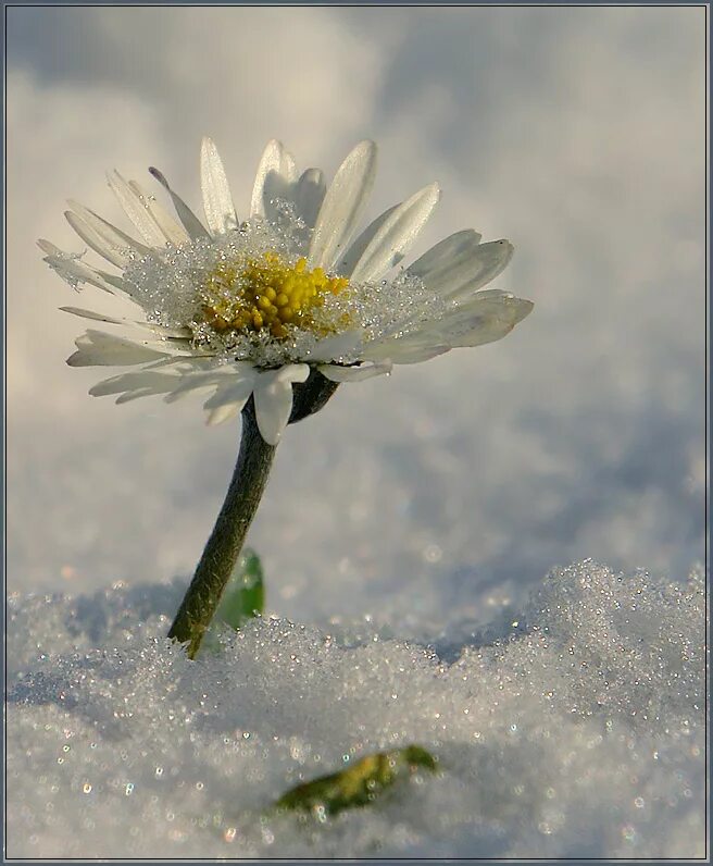Мамин день день весенний не морозный. Цветы в снегу. Ромашки в снегу. Цветы зимой.