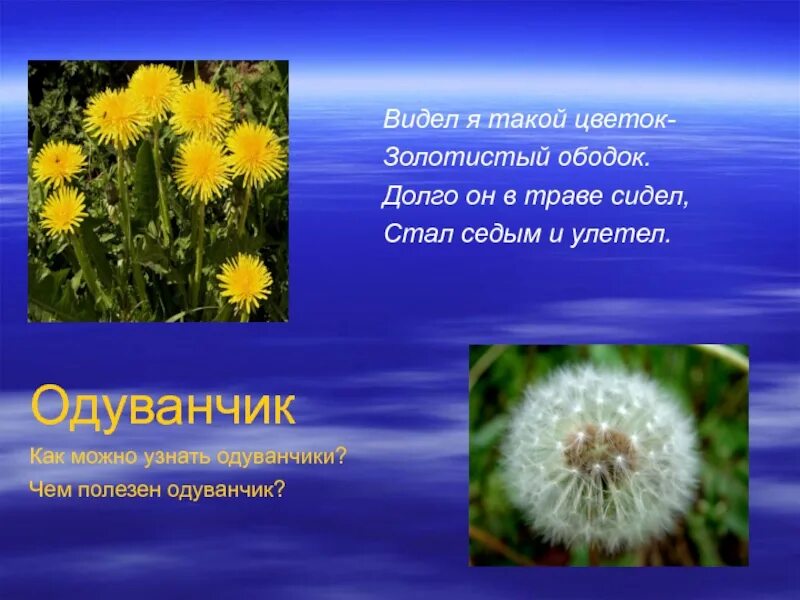 О и высоцкой одуванчик. Презентация одуванчик для дошкольников. Цитаты про одуванчики. Одуванчик для травника. Загадка про одуванчик.