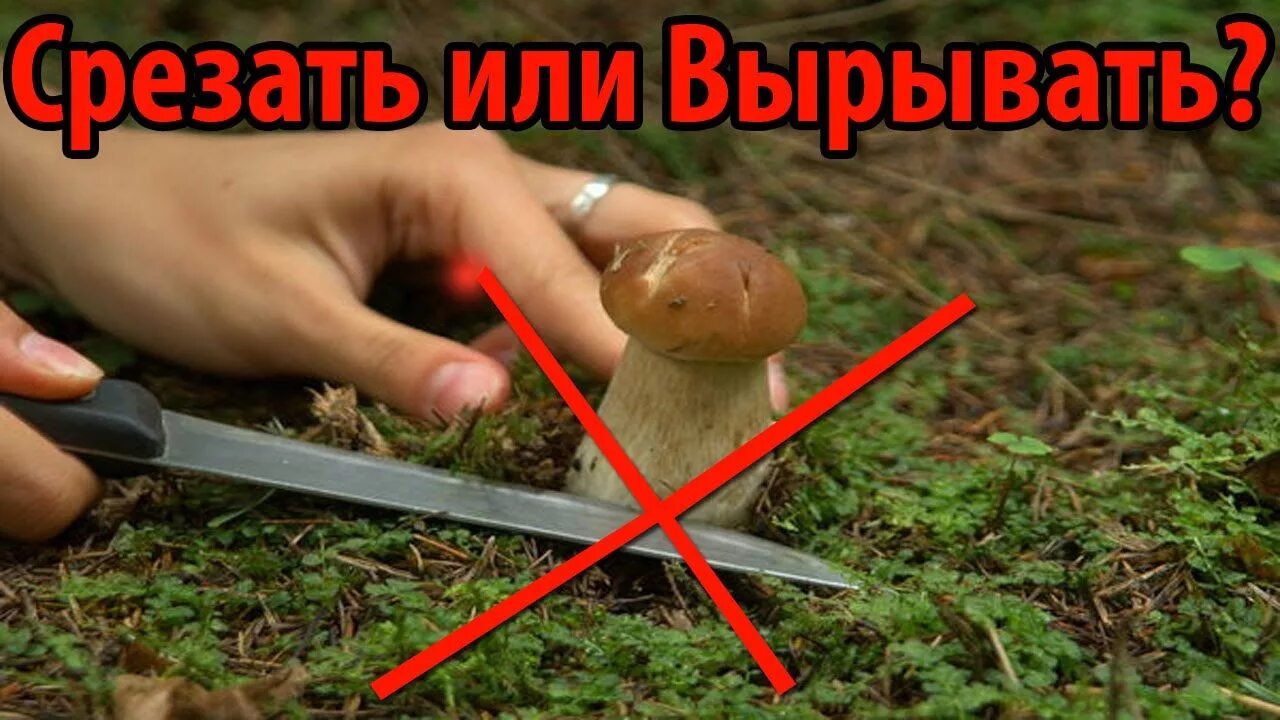 Срезает гриб. Грибы срезать или вырывать. Приспособление для сбора грибов. Срезаем гриб ножиком.