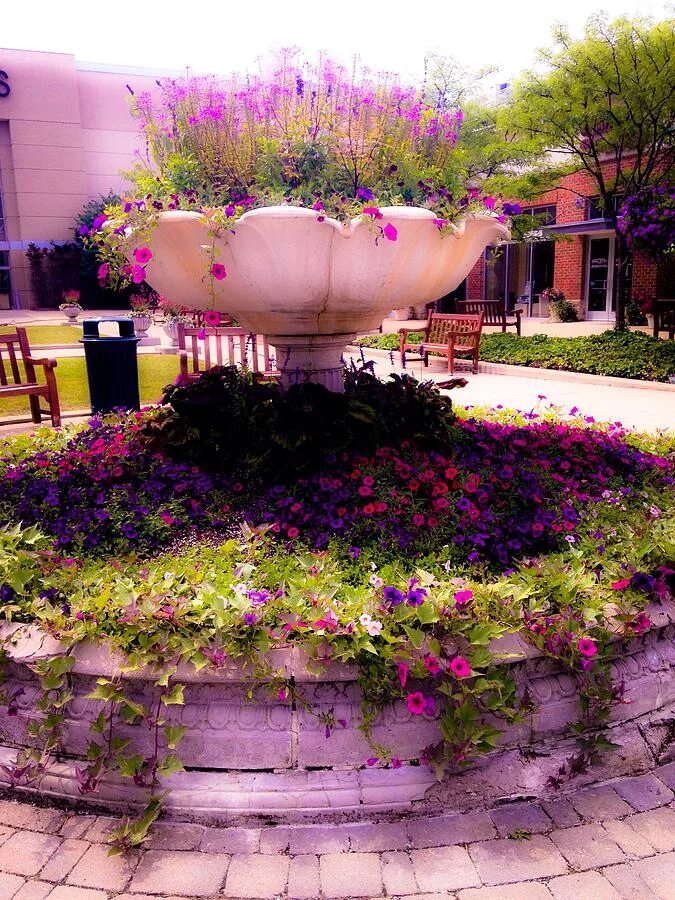 Wonder garden