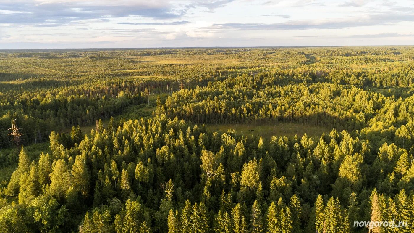 Ресурс новгородская. Леса новгородской области. хвойные леса новгородской области. хвойная лес новгородская область. леса валдая новгородской области.