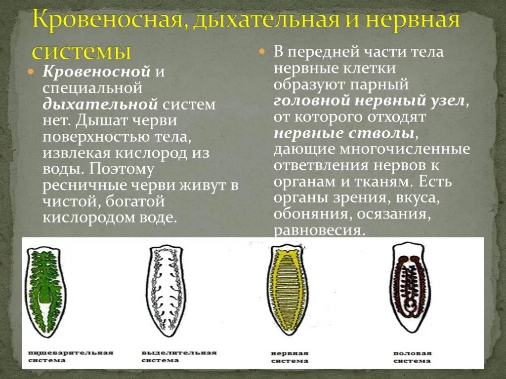 Система ресничных червей. Ресничные черви кровеносная система. Класс Ресничные черви дыхательная система. Системы органов ресничных червей (белая планария) таблица. Плоские Ресничные черви нервная система.