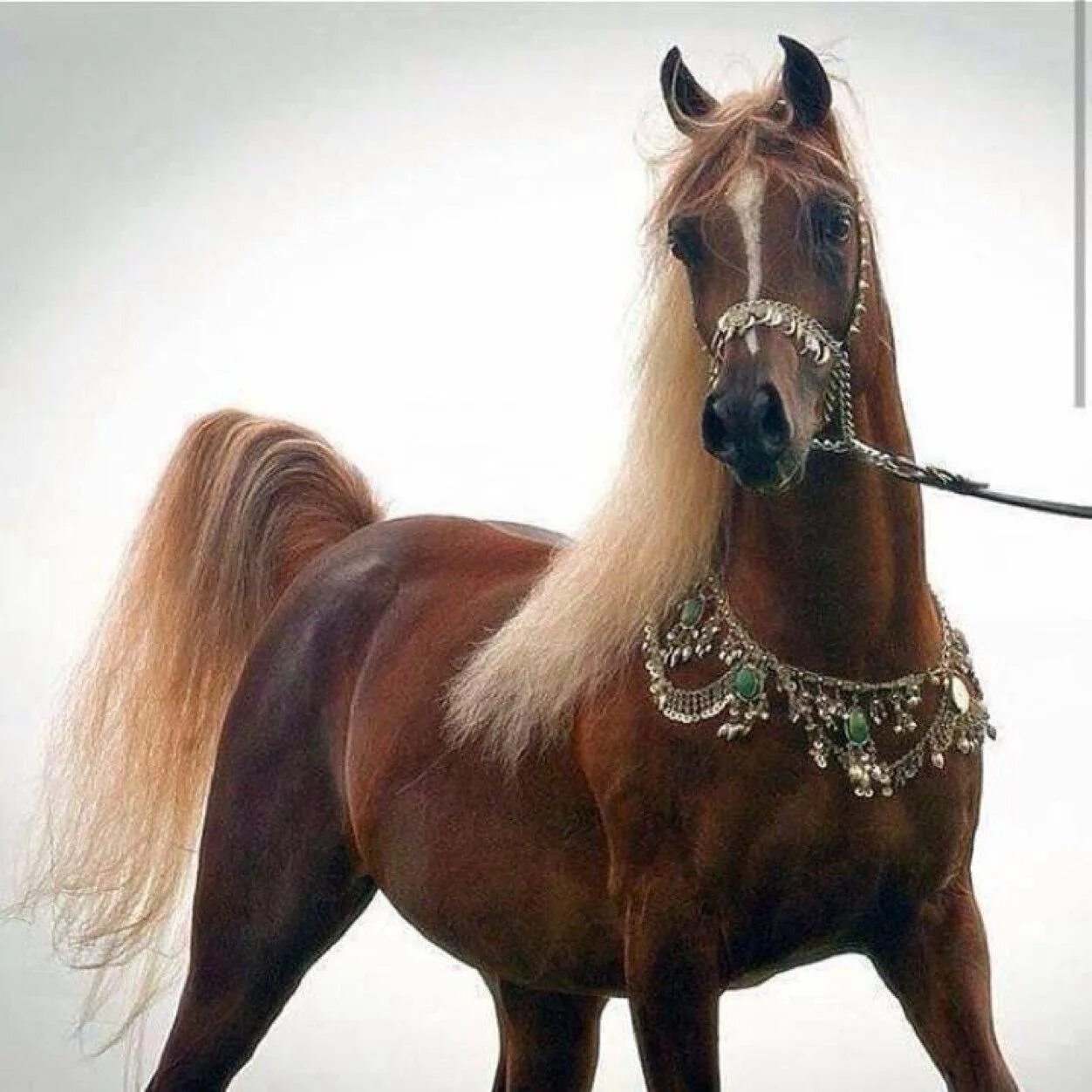 Купить чистокровную лошадь. Арабская лошадь (арабский скакун). Арабская Скаковая порода лошадей. Арабская чистокровная лошадь. Арабская порода сиглави.