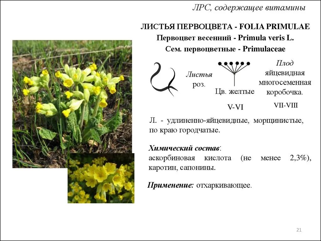 Примула полиантовая первоцвет. Первоцветы примула верис. Первоцвет весенний фармакогнозия. Первоцвет весенний описание. Первоцвет весенний лрс.