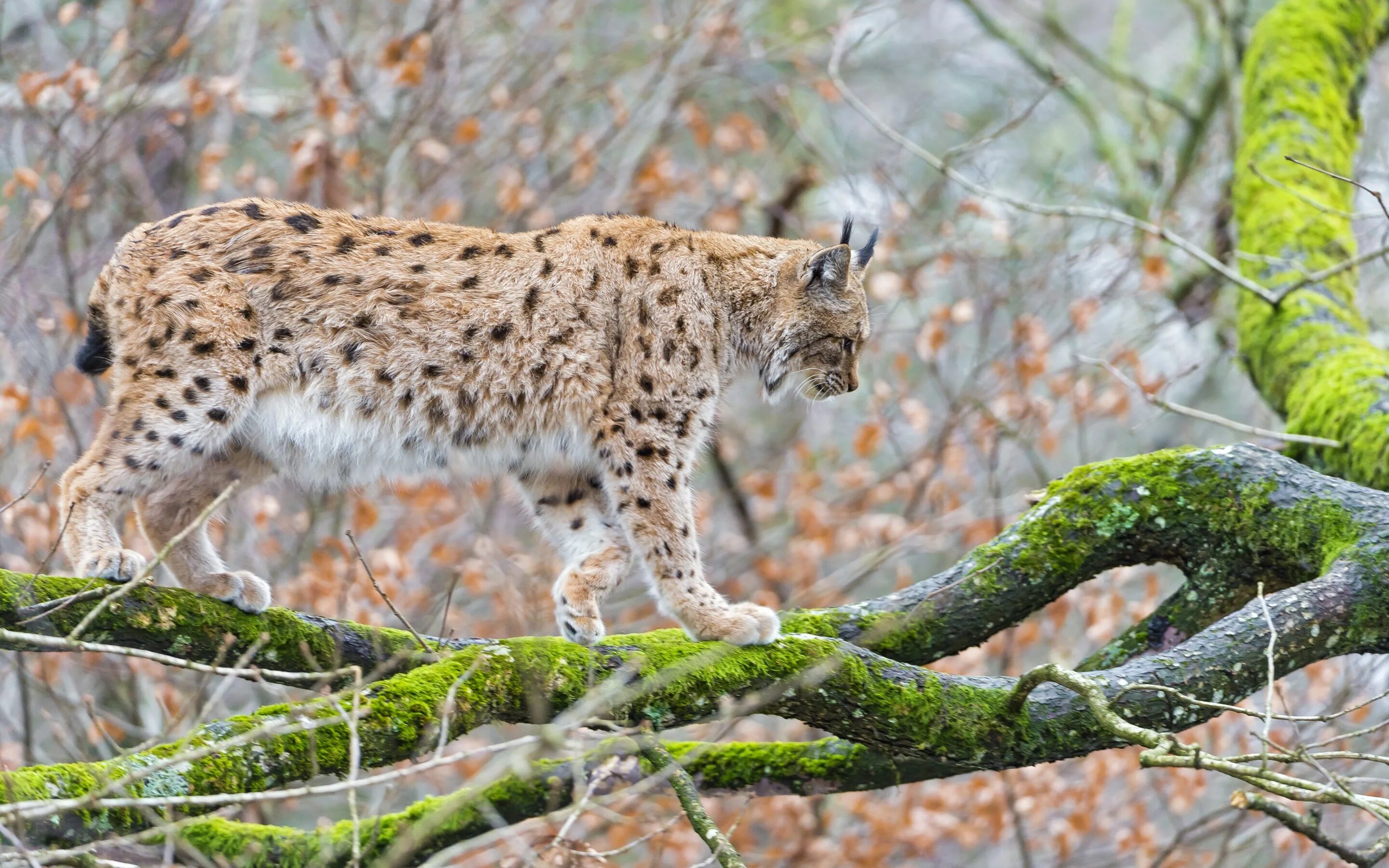 Рысь Линкс. Обыкновенная Рысь. Рысь обыкновенная (лат. Lynx Lynx). Пятнистая Рысь. Рысь с подскакиванием