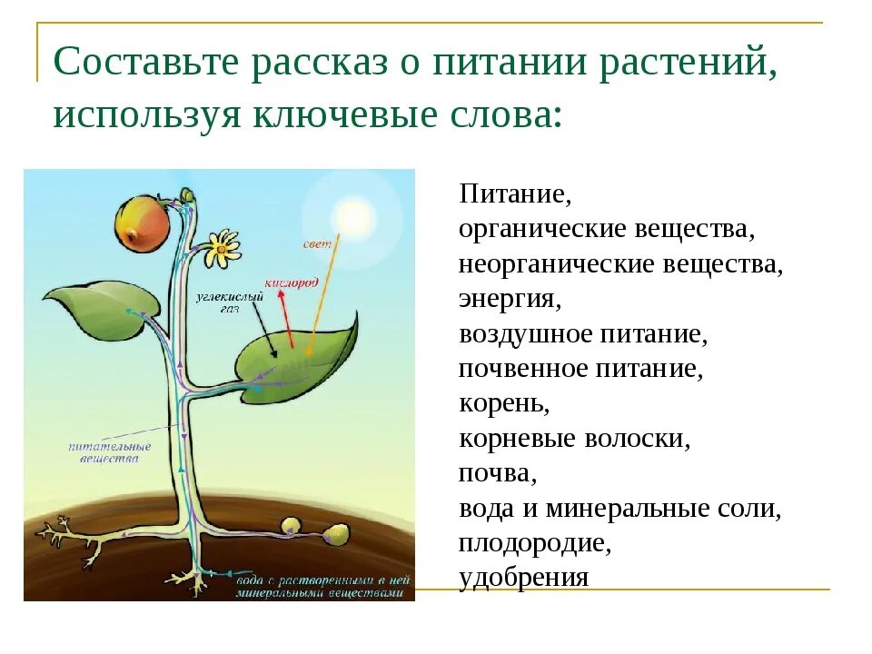 Обмен веществ минеральное питание. Биология 6 класс минеральное питание (почвенное ) питание растений. Минеральное питание растений схема. Воздушное питание растений 6 класс биология. Фотосинтез и почвенное питание.