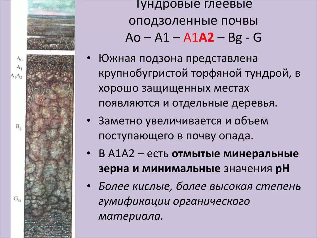 Зона тундры почвы подзолистые. Структура тундрово глеевой почвы. строение профиля тундрово глеевых почв. тундровые слабоглеевые гумусные почвы. тундрово глеевые почвы гумусовый горизонт.