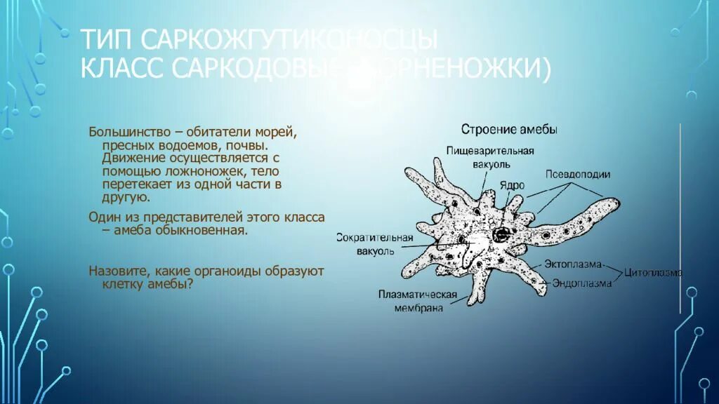 Саркодовые представители. Органоиды передвижения амеба обыкновенная. Тип Саркодовые амеба. Класс Саркодовые корненожки. Саркодовые амеба обыкновенная.