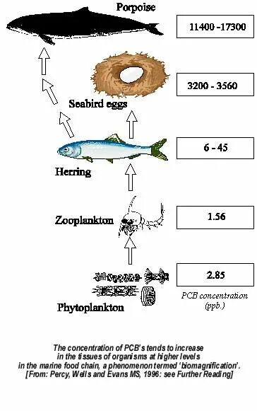 Фитопланктон. Биоаккумуляция. Раскраска фитопланктон. Bioaccumulation in food Chain.