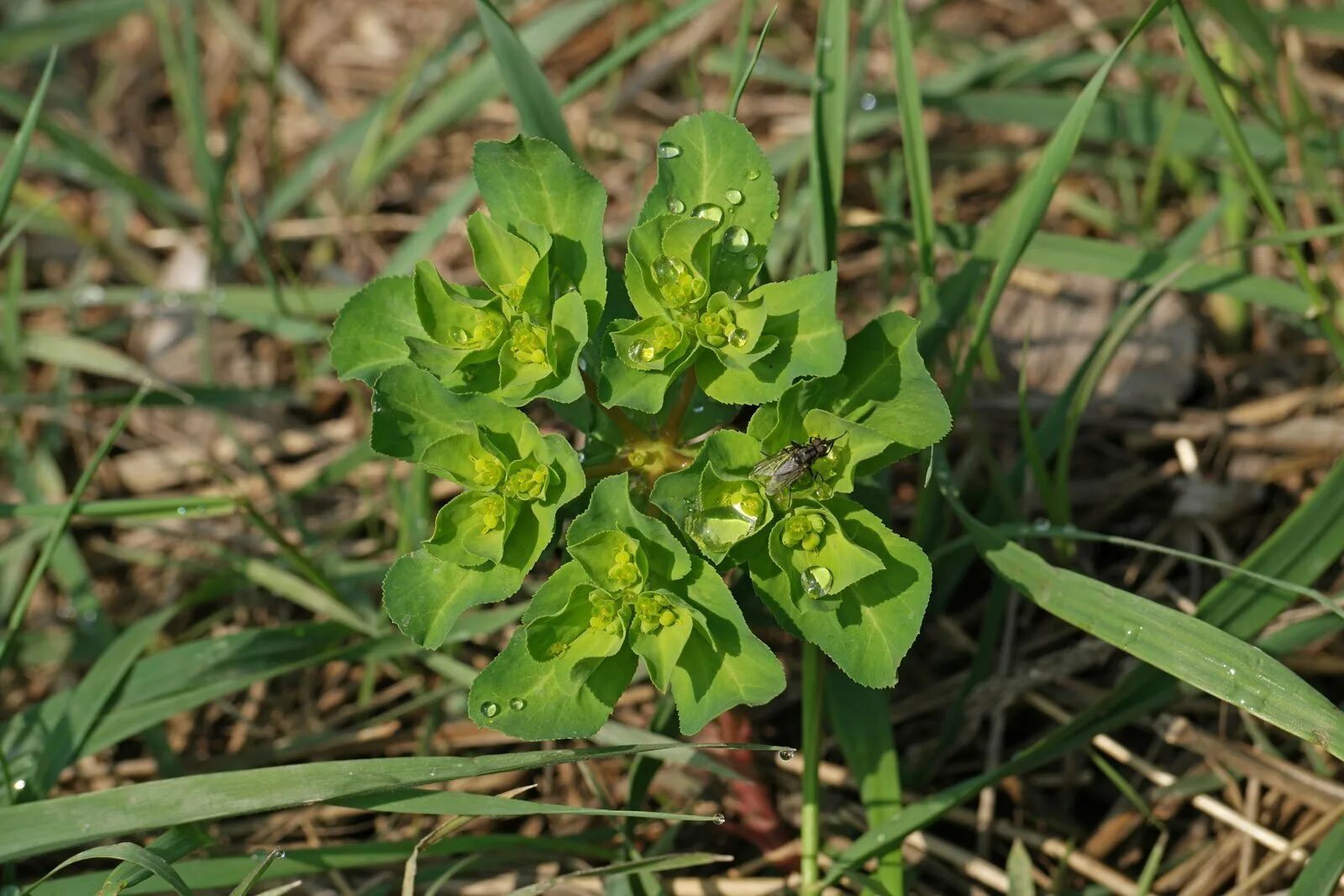 Сорняк молочай. Молочай Жигулёвский (Euphorbia zhiguliensis). Молочай солнцегляд (Euphorbia helioscopia l.). Молочай Вальдштейна сорняк. Молочай Вульфена.