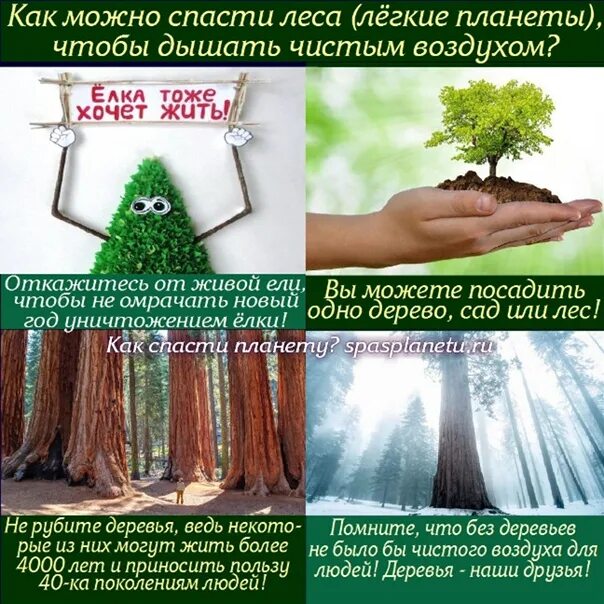 Как можно спасти дерево. Спасение лесов от вырубки. Спасем лес от вырубки. Спасение деревьев от вырубки. Как спасти лес.