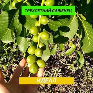 Грецкий орех сорт идеал описание