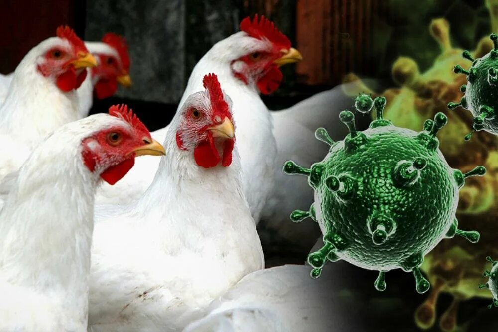 Высокопатогенный грипп птиц. Птичий гриб.