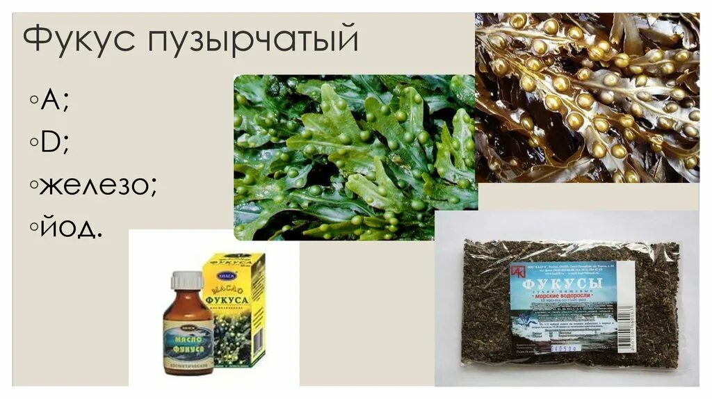 Фукус применение. Фукус водоросль в медицине. Фукус пузырчатый. Бурые водоросли фукус. Фукус морской виноград.