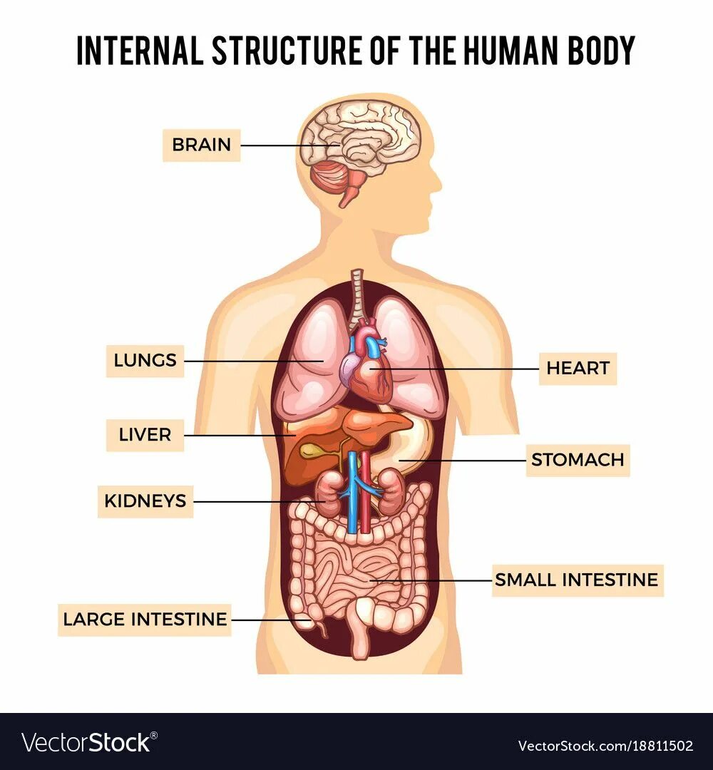 Форма органов человека. Внутренние органы человека. Изображение внутренних органов человека. Схематичное изображение органов человека. Макет расположения внутренних органов человека.