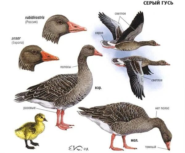 Как различить гусака