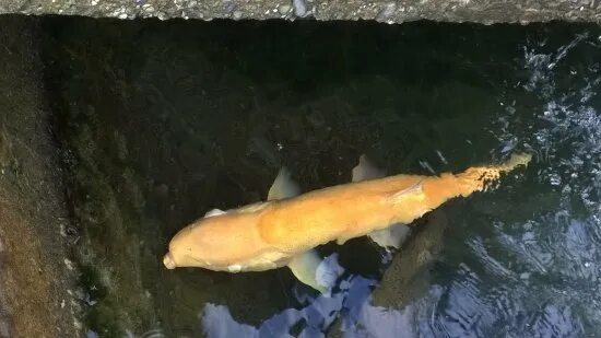 Синий вол. Синий буйвол орел и форель золотая. Белый буйвол и синий орел и форель золотая символы. Под небом голубым есть город золотой иллюстрации к песне. Белый буйвол и синий орел и форель золотая символы.