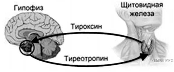 Гипоталамус гипофиз щитовидная железа схема. Влияние гипофиза на щитовидную железу. Гипофиз и щитовидная железа общее свойство. Влияние гипофиза на функционирование щитовидной железы..