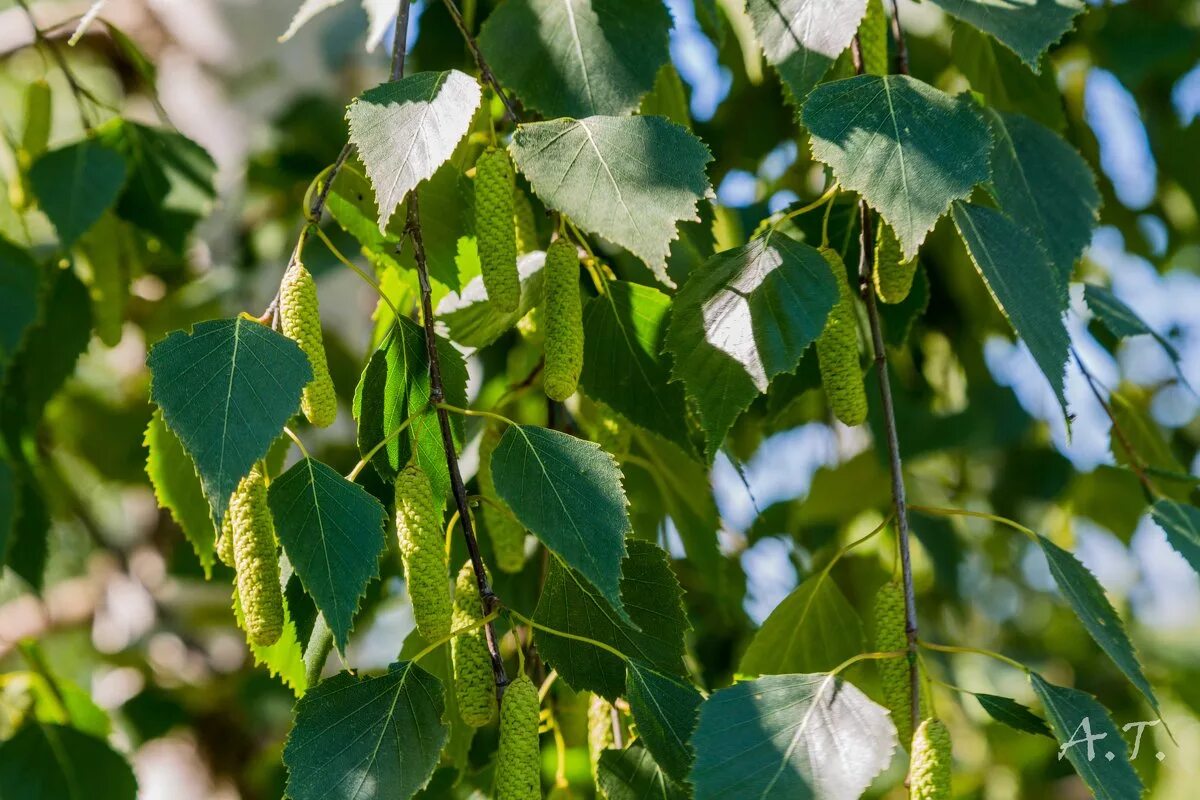 Betula populifolia. Betula листья. Листок березы. Берёза листья. Листок березки