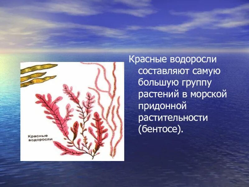 Значение донных водорослей в природе назовите. Сообщение о водорослях. Водоросли презентация. Красные водоросли презентация. Доклад про водоросли.