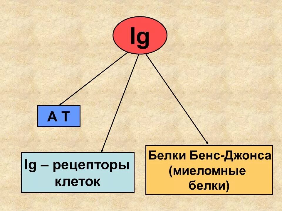 Белок Бенс Джонса. Белок Бенс Джонса при миеломной болезни. Белок Бенс Джонса методика определения. Белка Бенс-Джонса в моче.