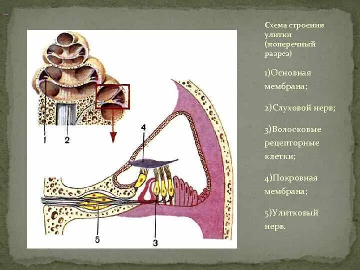 Анатомия улитки внутреннего уха. Строение улитки внутреннего уха. Строение улитки уха анатомия. Внутреннее ухо улитка функции. Улитка внутреннего уха функции